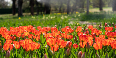 植物摄影构图法 植物摄影构图法